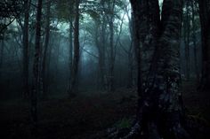 a dark forest filled with lots of trees