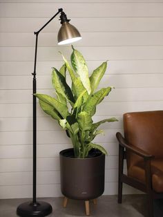 a potted plant sitting on top of a table next to a chair