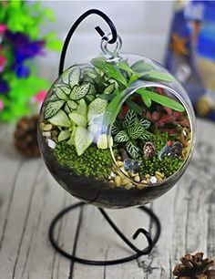 a glass terrarium filled with plants and rocks on a wooden table next to pine cones