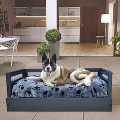 a dog laying on top of a blue bed in a living room next to a potted plant