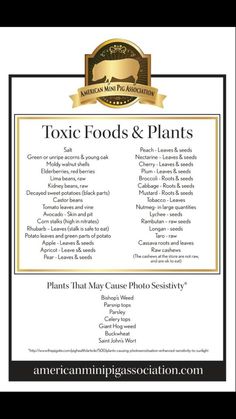 a poster with the words, texas foods and plants