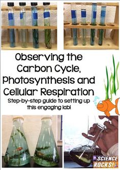 the cover of observing the carbon cycle, photosynths and cellular respiration