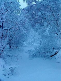 a snow covered path in the woods with trees on either side and one person walking down it