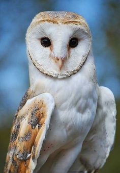 an owl sitting on top of a wooden post