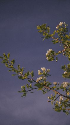 a tree branch with white flowers in the foreground and blue sky in the background