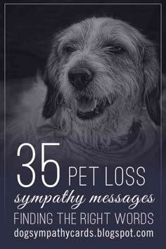 Sympathy For Dog Loss, Sorry You Lost Your Dog Sympathy Cards, Pet Sympathy Messages, Sympathy Loss Of Dog, Pet Sympathy Quotes Dogs, Sayings For Loss Of Pet, Sympathy Card For Dog, Dog Loss Card, Sorry For Loss Of Dog