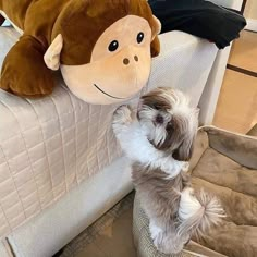 a small dog standing on its hind legs with a stuffed monkey hanging over it's head