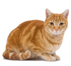 an orange tabby cat sitting and looking at the camera