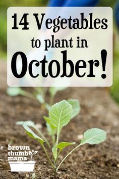 What To Plant In October In Florida, October Gardening, Lantana Plant, Fall Planting, Planting Tips, Vegetable Garden Planning