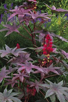 purple and red flowers are in the grass