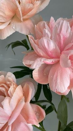 pink flowers with water droplets on them are in a vase, and one flower is still blooming