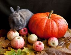 a small gray rabbit sitting next to some apples and pumpkins on top of leaves