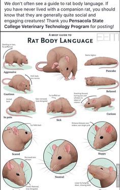 rat body language poster with instructions to learn how to use the rat's body language