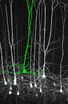 trees with white branches and green light in the dark