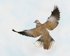 a bird flying through the air with its wings spread