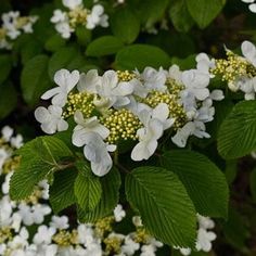 some white flowers and green leaves on a bush