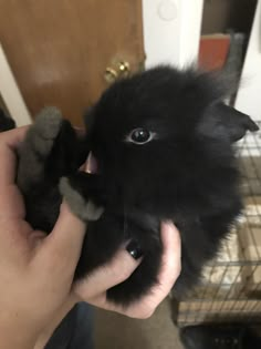 a person holding a small black cat in their hand