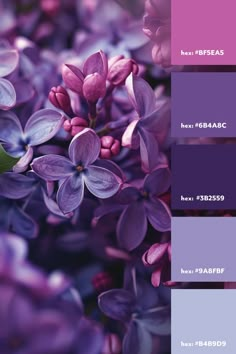 purple flowers are in the center of this color scheme, and it looks like they're