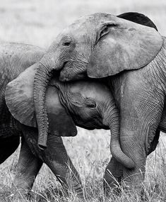 two elephants standing next to each other on a field