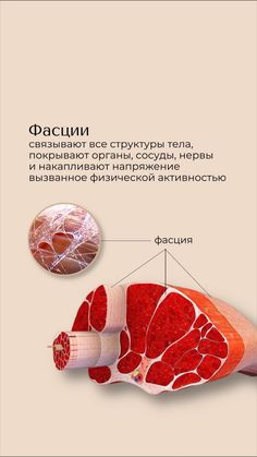 the anatomy of an animal's body and its structures