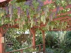 some purple flowers hanging from a wooden structure