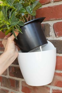 a person holding a potted plant up against a brick wall