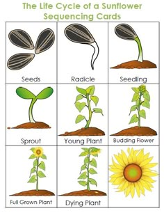 the life cycle of a sunflower seeding cards for kids and adults, with instructions to