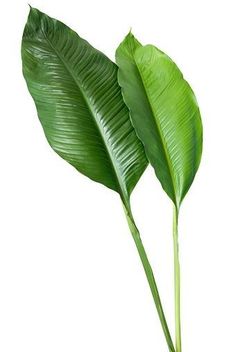 Leaf Photography, Plant Photography, White Background Photo, Plant Wallpaper, Plant Painting, Leaf Decor, Garden Trees, Digital Flowers, Leaf Art