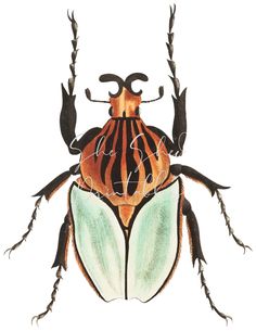 a drawing of a bug with long legs and an orange, black and white stripe on its back