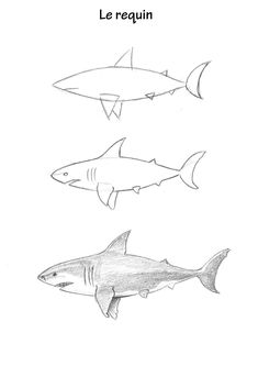 three different types of sharks are shown in this drawing