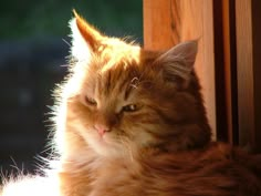 an orange cat sitting on top of a wooden floor next to a window sill