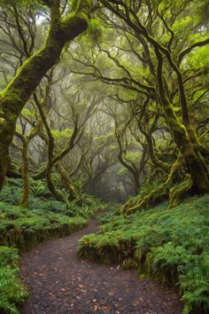 a path in the middle of a forest with moss growing on it's sides