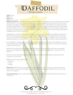 the front page of daffodil magazine with an image of a yellow flower