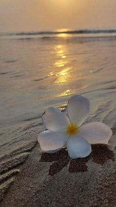 a white flower sitting on top of a sandy beach next to the ocean at sunset