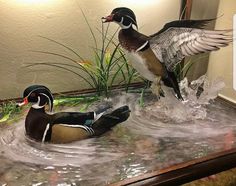 two ducks are sitting in the water near some plants and grass, while one is standing on top of another duck