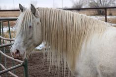 a white horse standing next to a metal fence in the snow with it's head sticking out