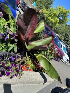 some purple and green plants in front of cars