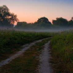 a dirt road in the middle of a field with trees and grass on both sides