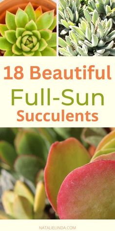 Succulents Outdoor Pots, Succulents For Outdoors, Succulents Garden Landscape Front Yards, Suculentas Ideas Outdoors, Best Succulents For Outdoors, Succulent Containers Outdoors, Succulent Flower Bed Front Yards, Outdoor Cactus In Pots, Succulents That Like Full Sun