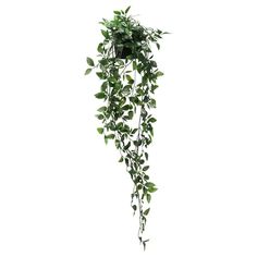 a green plant hanging from the side of a white wall