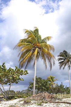 two palm trees on the beach with clouds in the sky behind them and one tree has fallen down