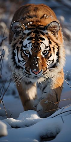 a tiger is walking through the snow