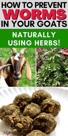 goats and herbs with text overlay that reads how to prevent worms in your goats naturally using herbs