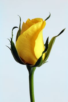 a single yellow rose budding against a blue sky