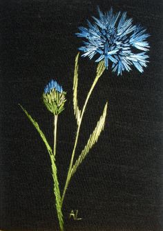 two blue flowers on a black background