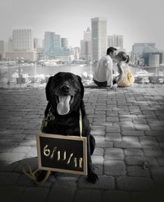 a dog sitting on the ground with a sign in its mouth