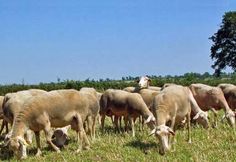 a herd of sheep grazing on grass in a field with trees and blue sky behind them