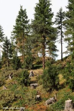 some very tall trees on the side of a hill with rocks and grass in front of them