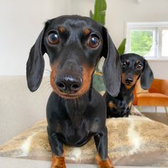 two dachshunds sitting on a couch looking at the camera