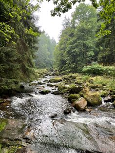 a river running through a lush green forest